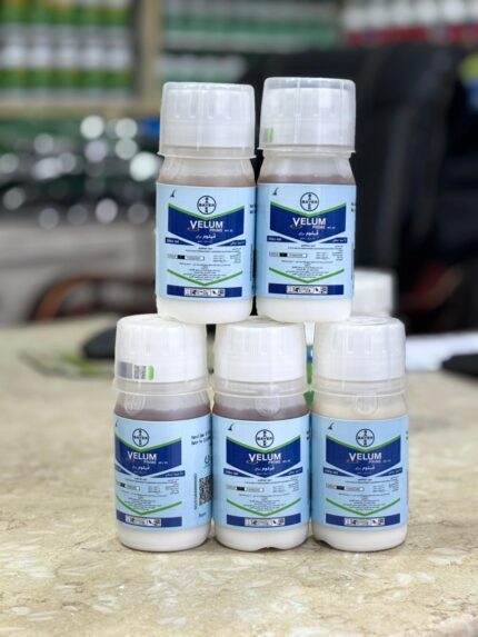 فيلوم برايم